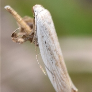 Philobota (genus) at Bredbo, NSW - 30 Oct 2024