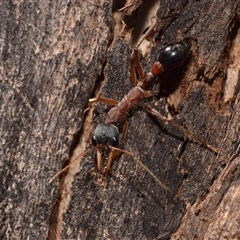 Myrmecia nigriceps (Black-headed bull ant) at Bredbo, NSW - 30 Oct 2024 by DianneClarke