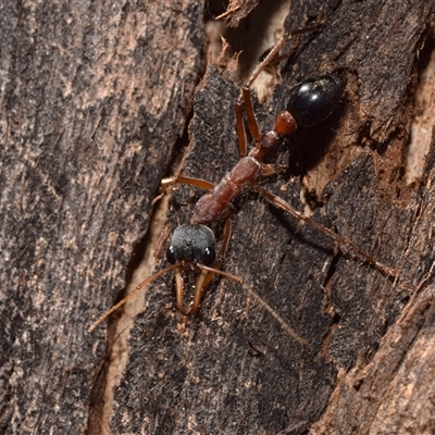 Myrmecia nigriceps (Black-headed bull ant) at Bredbo, NSW - 30 Oct 2024 by DianneClarke