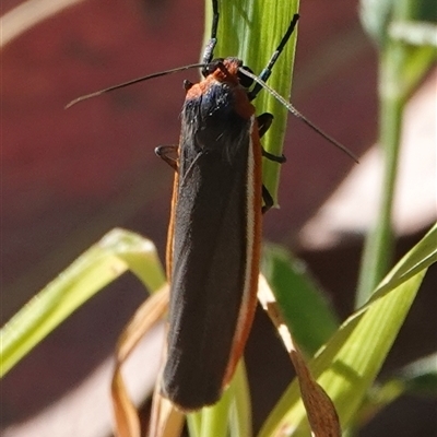 Palaeosia bicosta (Two-ribbed Footman) at Hall, ACT - 30 Oct 2024 by Anna123