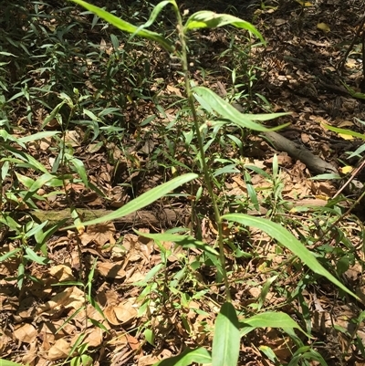 Persicaria barbata at Manoora, QLD - 30 Oct 2024 by JasonPStewartNMsnc2016