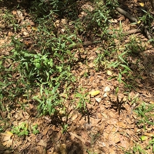 Persicaria barbata at Manoora, QLD - 30 Oct 2024 12:52 PM
