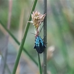 Arsipoda chrysis (Flea beetle) at Bungendore, NSW - 30 Oct 2024 by clarehoneydove