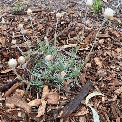 Leucochrysum albicans (Hoary Sunray) at Holder, ACT - 6 Sep 2024 by bhat