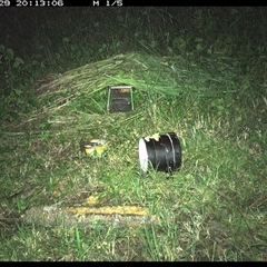 Muridae (family) (Unidentfied rodent) at Tyndale, NSW - 29 Oct 2024 by Topwood