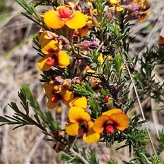 Dillwynia sericea (Egg And Bacon Peas) at Weetangera, ACT - 29 Oct 2024 by sangio7