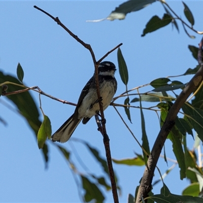 Rhipidura albiscapa (Grey Fantail) at Bredbo, NSW - 30 Oct 2024 by AlisonMilton