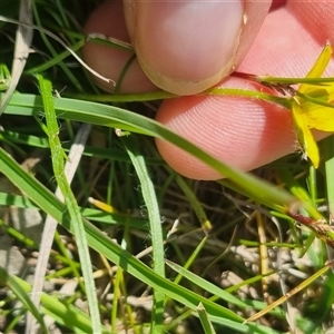 Hypoxis hygrometrica at Lerida, NSW - 29 Oct 2024 03:22 PM