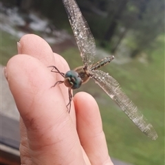 Hemicordulia australiae (Australian Emerald) at Shark Creek, NSW - 28 Oct 2024 by Topwood