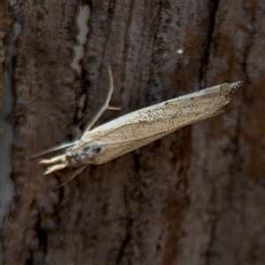 Culladia cuneiferellus at Russell, ACT - 30 Oct 2024 12:30 PM