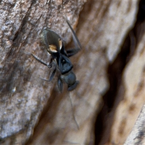 Daerlac cephalotes at Russell, ACT - 30 Oct 2024 12:29 PM