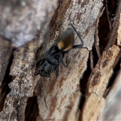 Daerlac cephalotes at Russell, ACT - 30 Oct 2024