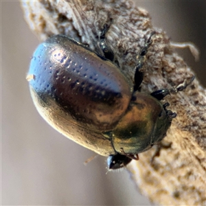 Chrysolina quadrigemina at Russell, ACT - 30 Oct 2024