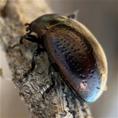 Chrysolina quadrigemina at Russell, ACT - 30 Oct 2024