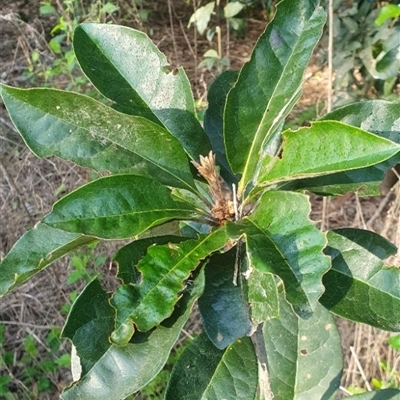 Unidentified Other Tree at Tyndale, NSW - 29 Oct 2024 by topwood