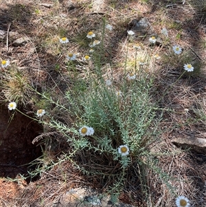 Rhodanthe anthemoides at Macgregor, ACT - 30 Oct 2024