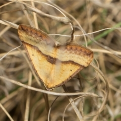 Anachloris subochraria (Golden Grass Carpet (Ennominae)) at Bredbo, NSW - 30 Oct 2024 by AlisonMilton