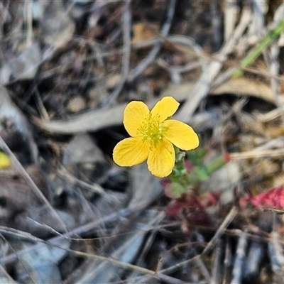 Hypericum gramineum (Small St Johns Wort) at Weetangera, ACT - 29 Oct 2024 by sangio7