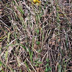 Hypericum gramineum at Weetangera, ACT - 29 Oct 2024 12:28 PM