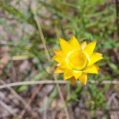 Xerochrysum viscosum (Sticky Everlasting) at Weetangera, ACT - 29 Oct 2024 by sangio7