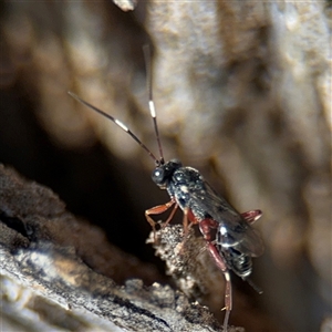 Ichneumonidae (family) at Russell, ACT - 30 Oct 2024