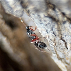 Ichneumonidae (family) at Russell, ACT - 30 Oct 2024