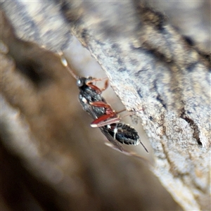 Ichneumonidae (family) at Russell, ACT - 30 Oct 2024 12:39 PM