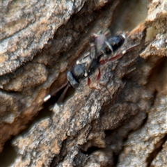 Ichneumonidae (family) at Russell, ACT - 30 Oct 2024