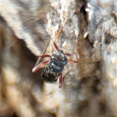 Ichneumonidae (family) at Russell, ACT - 30 Oct 2024