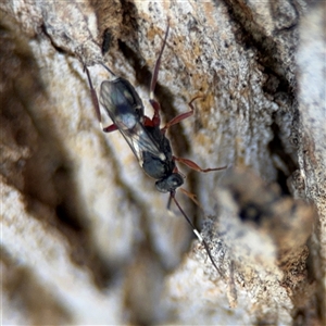 Ichneumonidae (family) at Russell, ACT - 30 Oct 2024