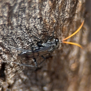 Fabriogenia sp. (genus) at Russell, ACT - 30 Oct 2024 12:25 PM