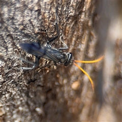 Fabriogenia sp. (genus) at Russell, ACT - 30 Oct 2024 12:25 PM