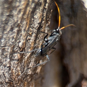 Fabriogenia sp. (genus) at Russell, ACT - 30 Oct 2024