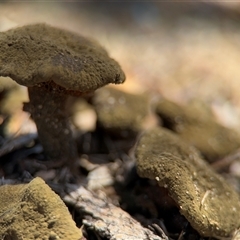 Armillaria sp. at Russell, ACT - 30 Oct 2024 by Hejor1