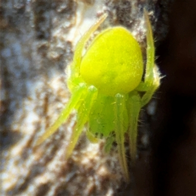 Araneus circulissparsus (species group) at Russell, ACT - 30 Oct 2024 by Hejor1