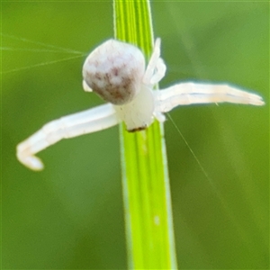 Zygometis xanthogaster at Russell, ACT - 30 Oct 2024