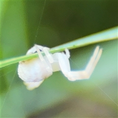 Zygometis xanthogaster at Russell, ACT - 30 Oct 2024