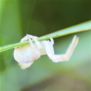 Zygometis xanthogaster at Russell, ACT - 30 Oct 2024