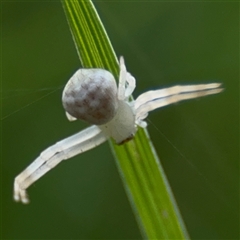 Zygometis xanthogaster at Russell, ACT - 30 Oct 2024