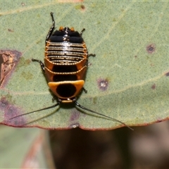 Ellipsidion australe (Austral Ellipsidion cockroach) at Bredbo, NSW - 30 Oct 2024 by AlisonMilton