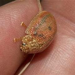 Paropsis atomaria (Eucalyptus leaf beetle) at Bredbo, NSW - 30 Oct 2024 by AlisonMilton