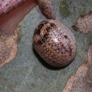 Paropsisterna m-fuscum at Bredbo, NSW - 30 Oct 2024