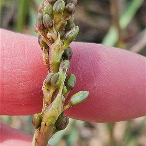 Dianella sp. aff. longifolia (Benambra) at Weetangera, ACT - 29 Oct 2024