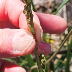 Dianella sp. aff. longifolia (Benambra) at Weetangera, ACT - 29 Oct 2024