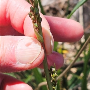 Dianella sp. aff. longifolia (Benambra) at Weetangera, ACT - 29 Oct 2024 01:21 PM