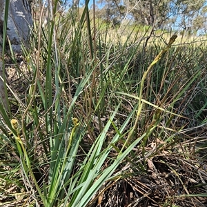 Dianella sp. aff. longifolia (Benambra) at Weetangera, ACT - 29 Oct 2024