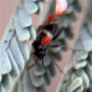 Dieuches sp. (genus) at Holder, ACT - 28 Oct 2024 04:12 PM