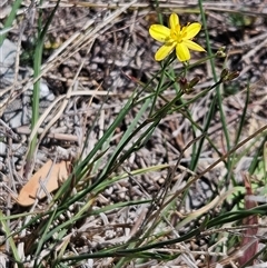 Tricoryne elatior (Yellow Rush Lily) at Weetangera, ACT - 29 Oct 2024 by sangio7