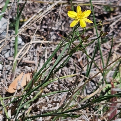 Tricoryne elatior (Yellow Rush Lily) at Weetangera, ACT - 29 Oct 2024 by sangio7