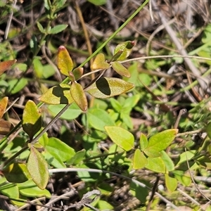 Mentha diemenica at Weetangera, ACT - 29 Oct 2024